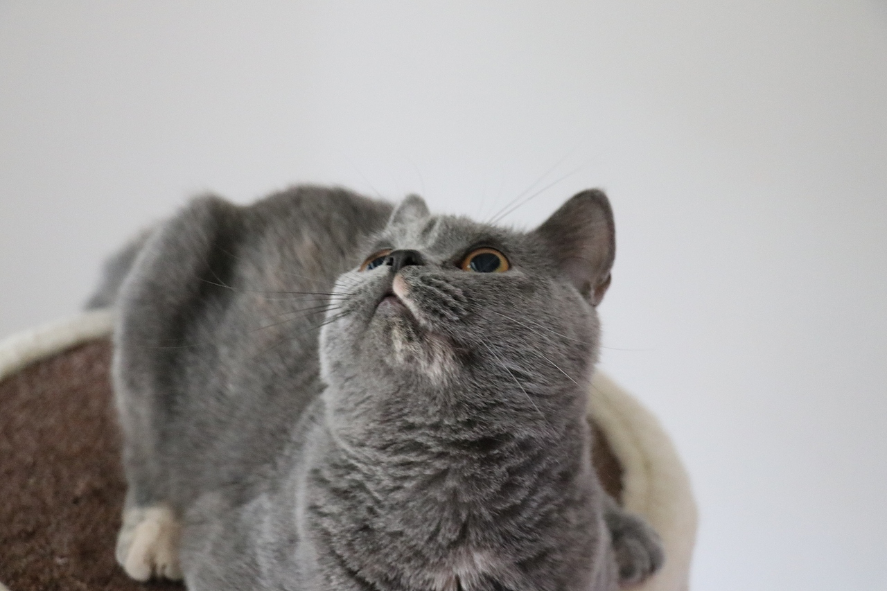 沐米猫舍 种猫MM-英短蓝乳色-阿萝-英国短毛猫