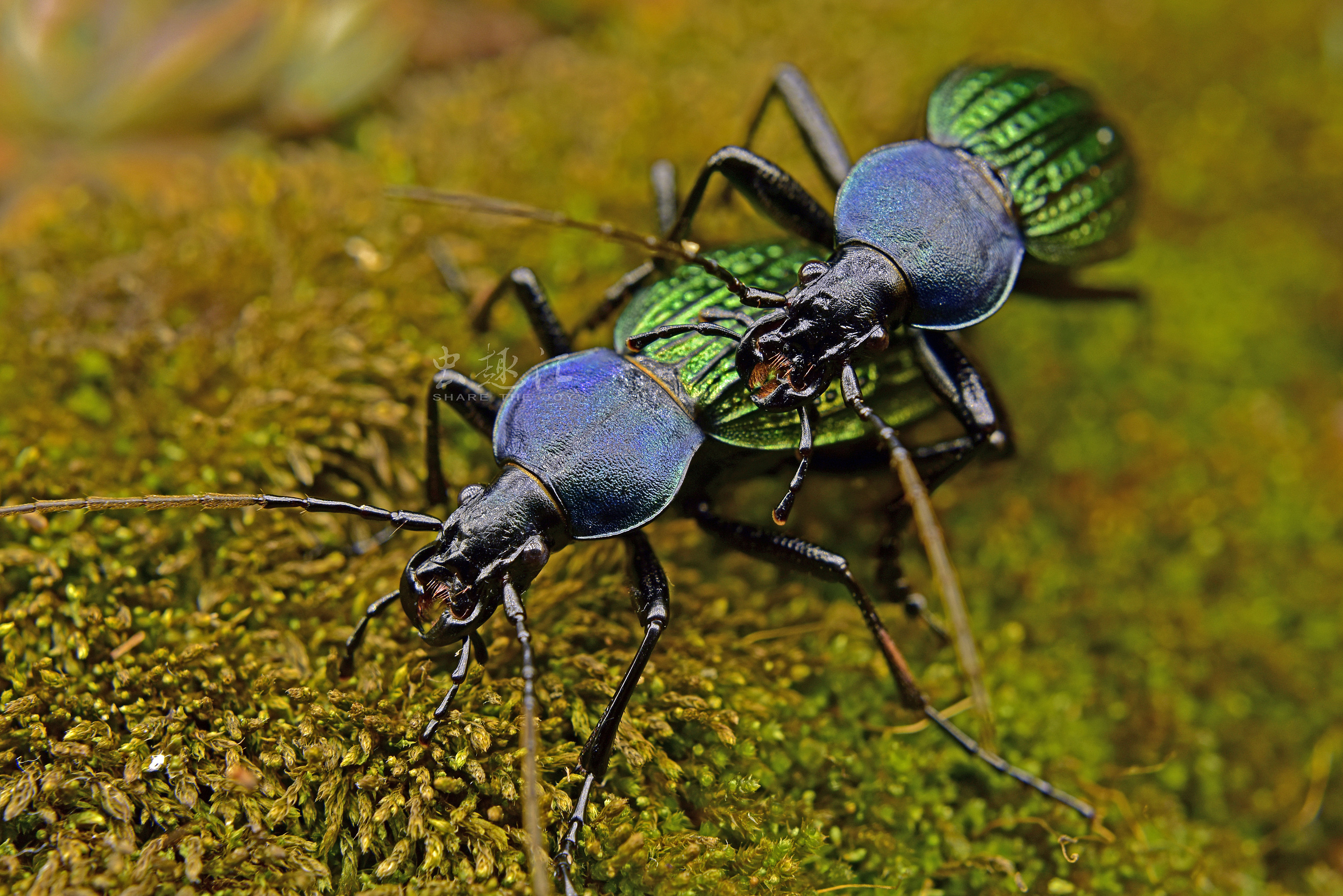 散落林间的艺术品硕步甲