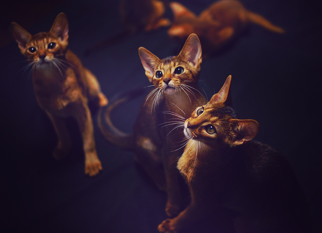 摄影 | 阿比西尼亚猫