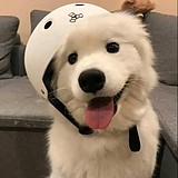 岑野Voyage的头像