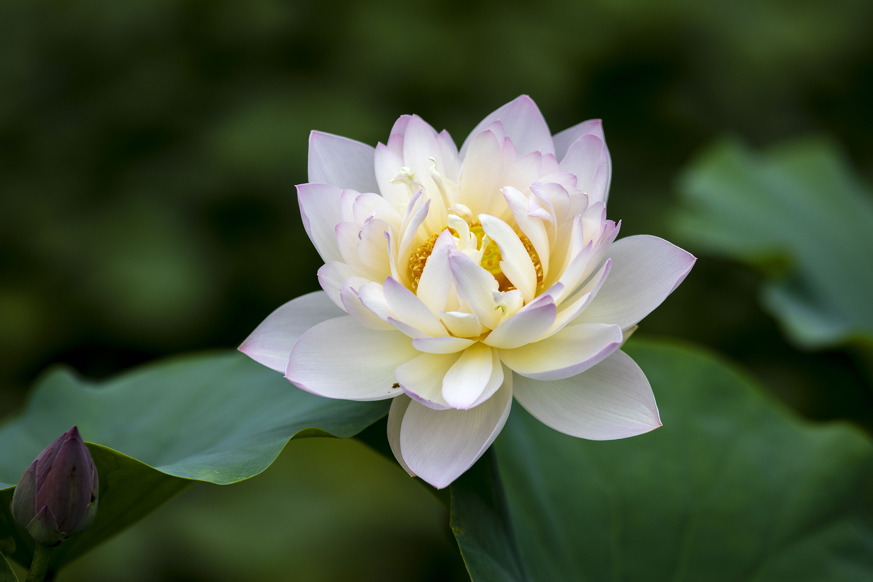 荷花|摄影|风光|柳二军 - 原创作品 - 站酷 (zcool)