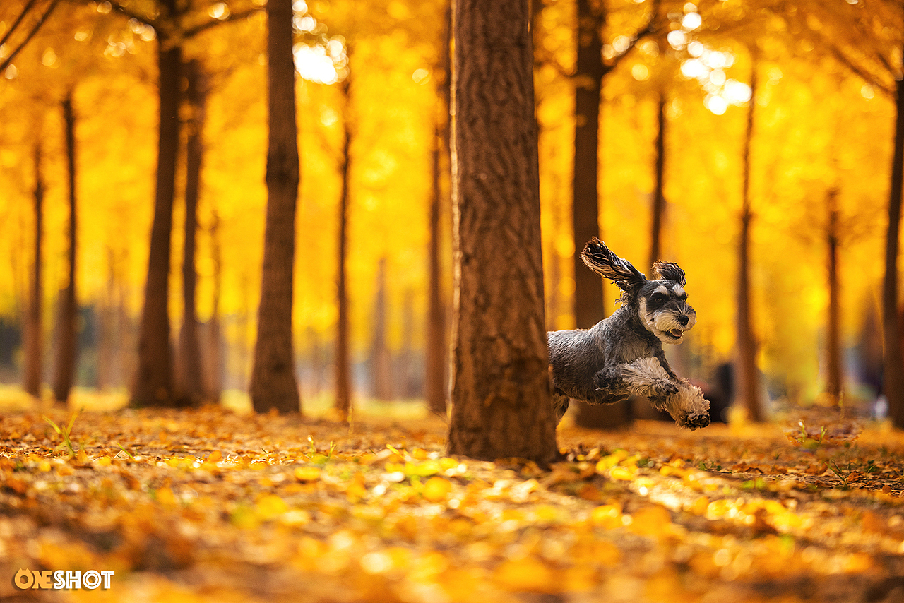 北京的秋天太美了