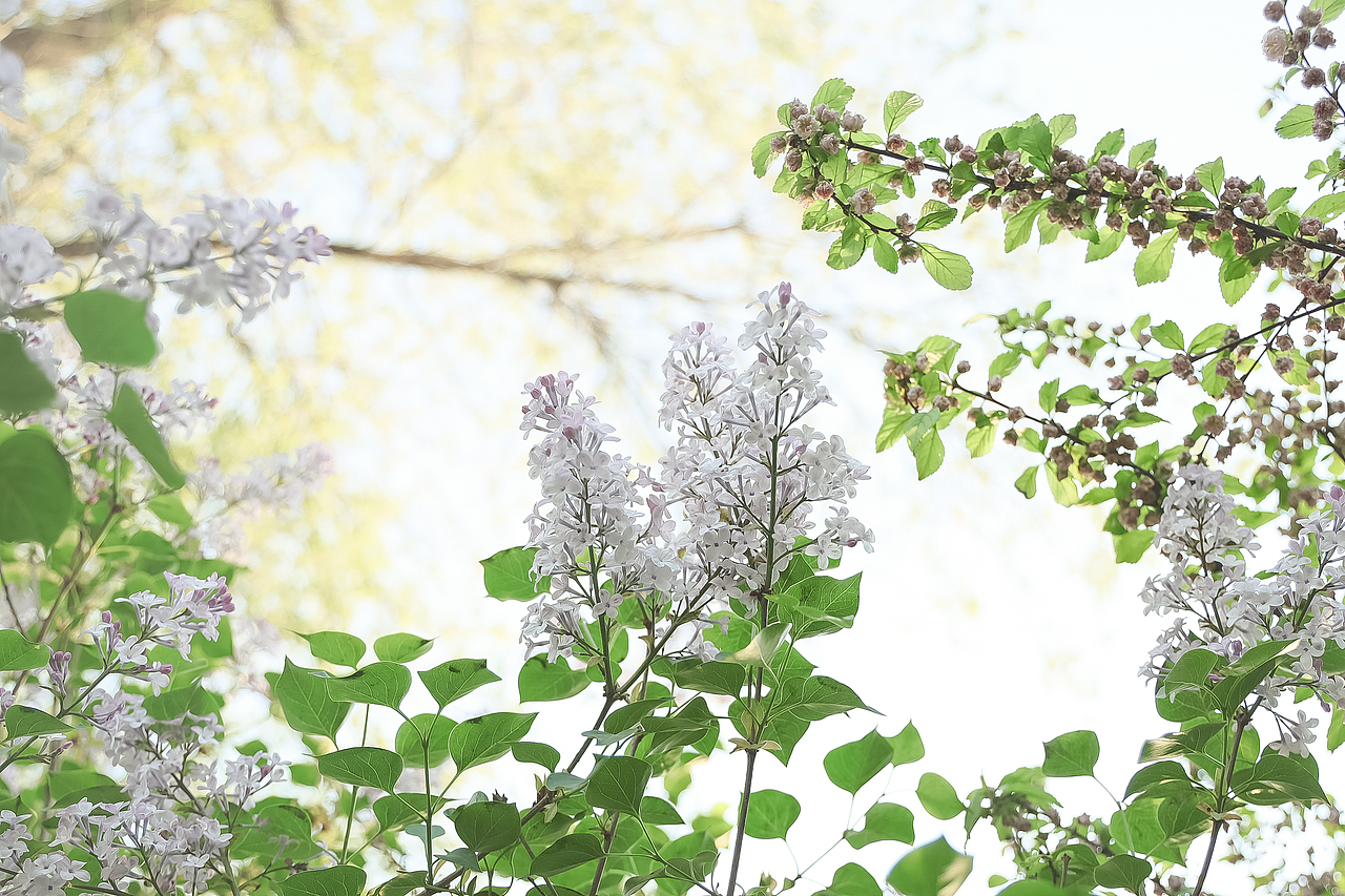 迟到的春天（图ZMjU1MDIzMDAw） - 人文/纪实摄影 - 站酷设计师花生美学工作室原创素材 - 站酷ZCOOL