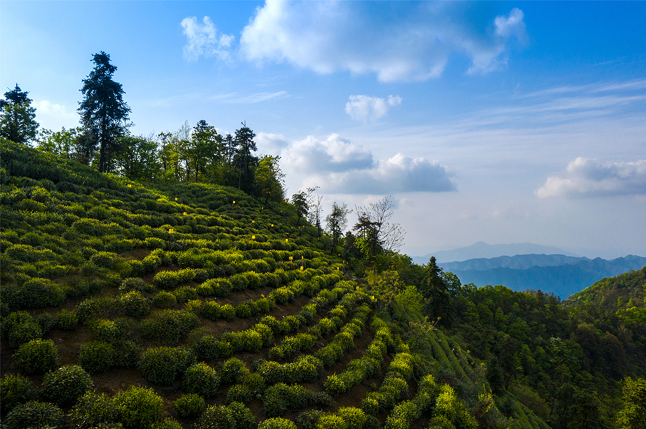 茶山拍摄
