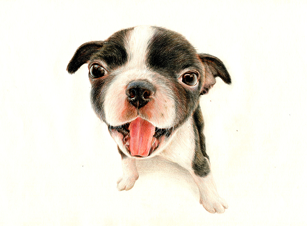 彩铅狗狗——波士顿梗犬（图ZMzU5NDk2NTI=） - 绘画 - 站酷设计师箐莜菲菲原创素材 - 站酷ZCOOL