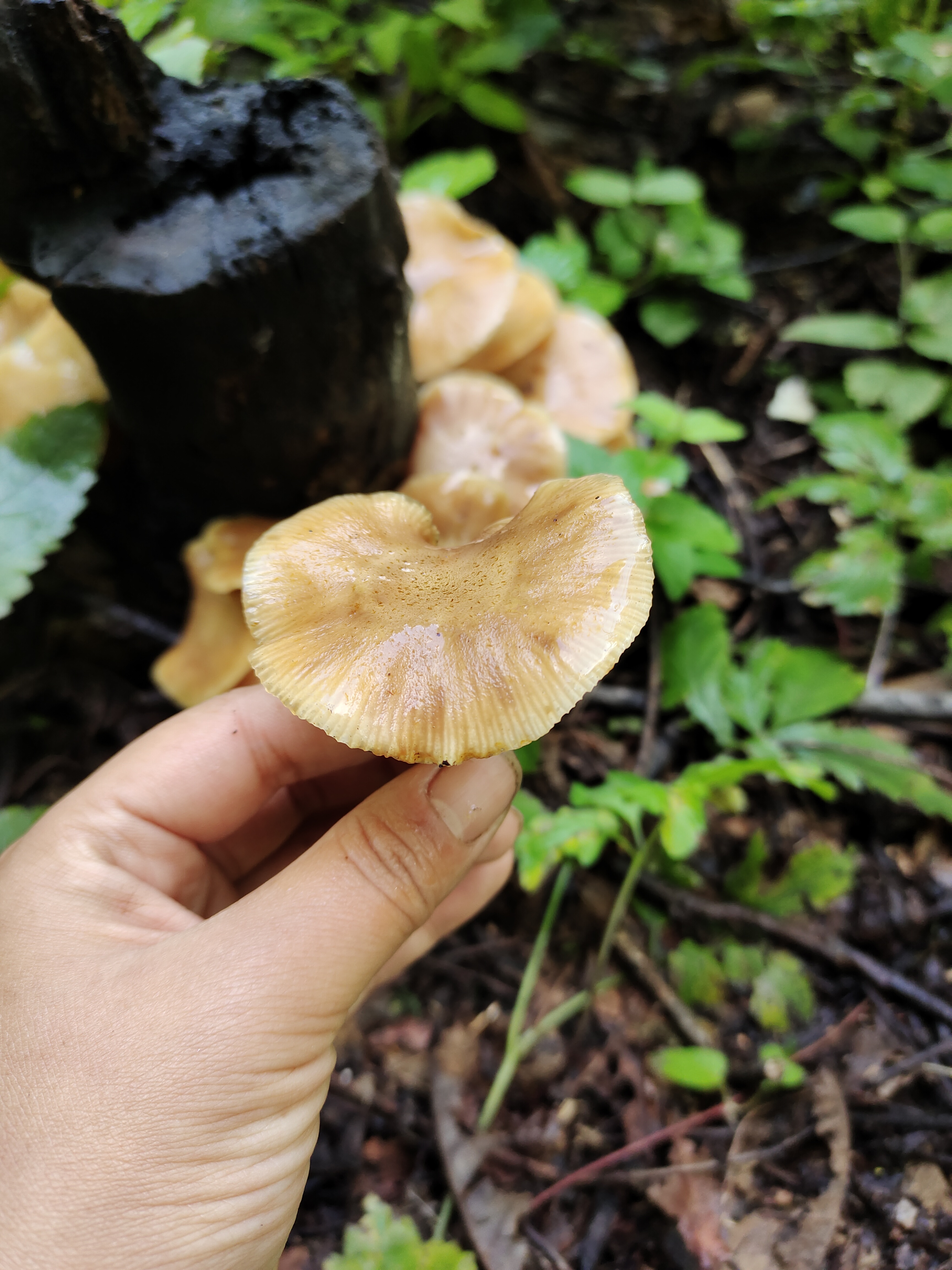 东北野生蘑菇种类图片图片