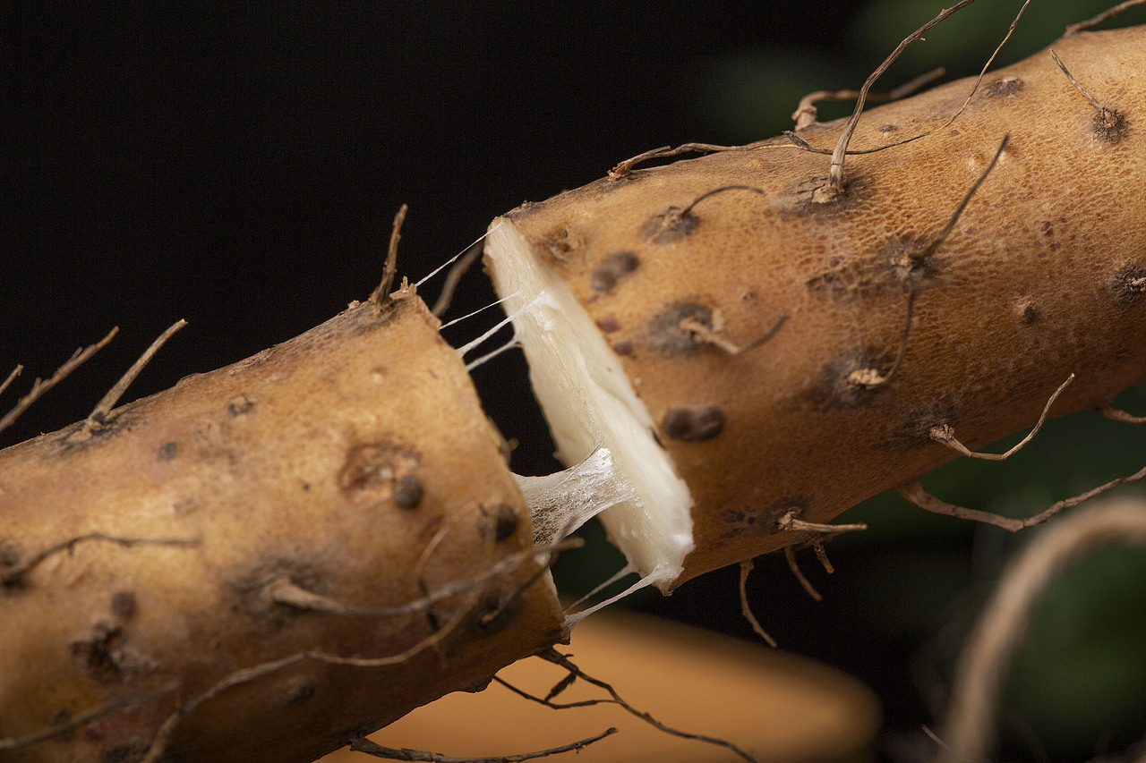 温县铁棍山药（图ZMjMyMTEwNTYw） - 产品摄影 - 站酷设计师有间图片社原创素材 - 站酷ZCOOL