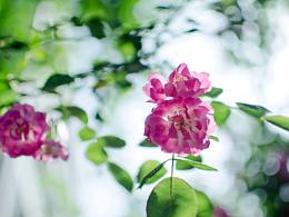 薔薇-祥園路28號(hào)