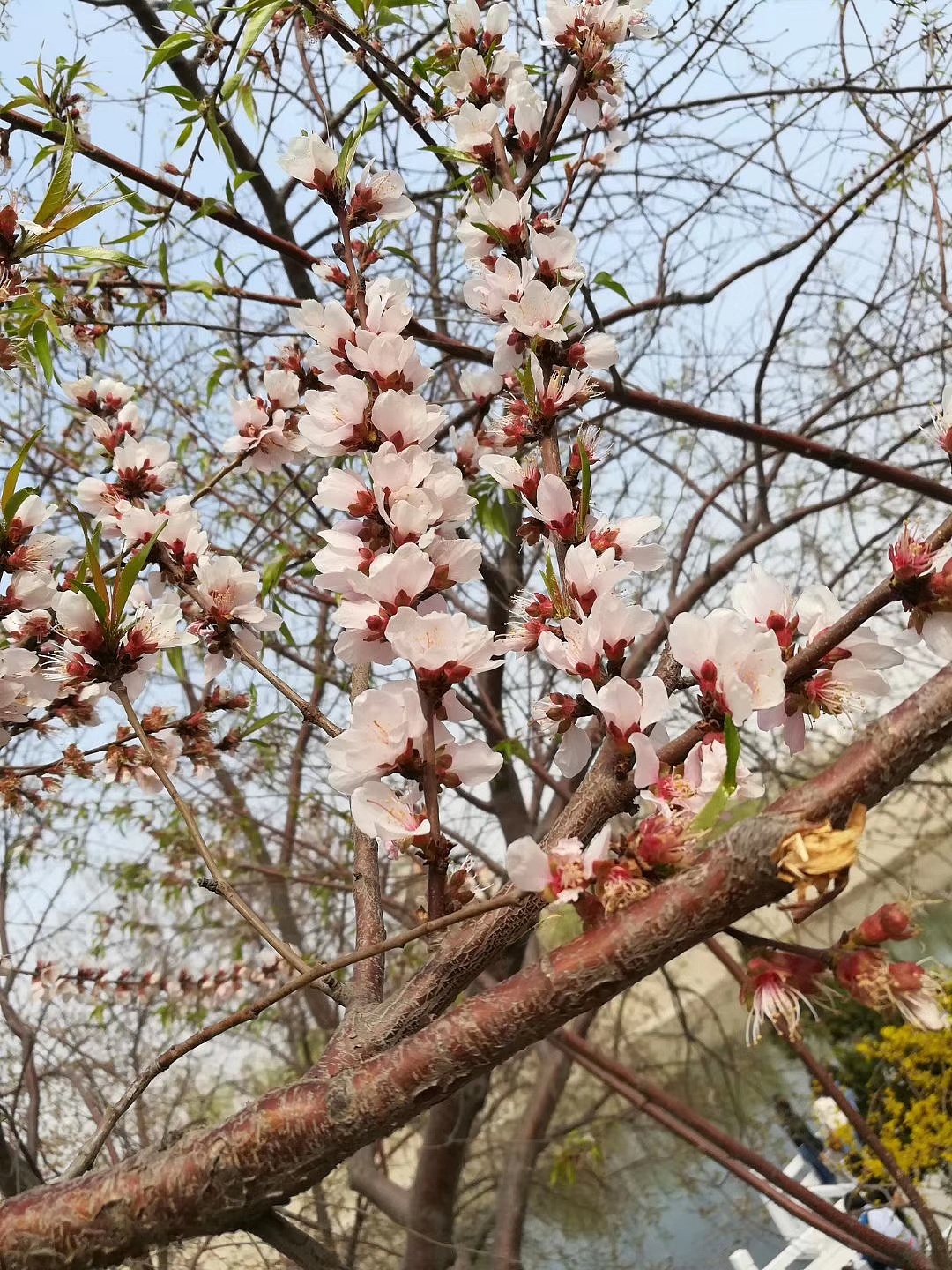 无锡蠡园三面环水，春天的时候，桃花盛开，拂堤春晓，景色迷人
