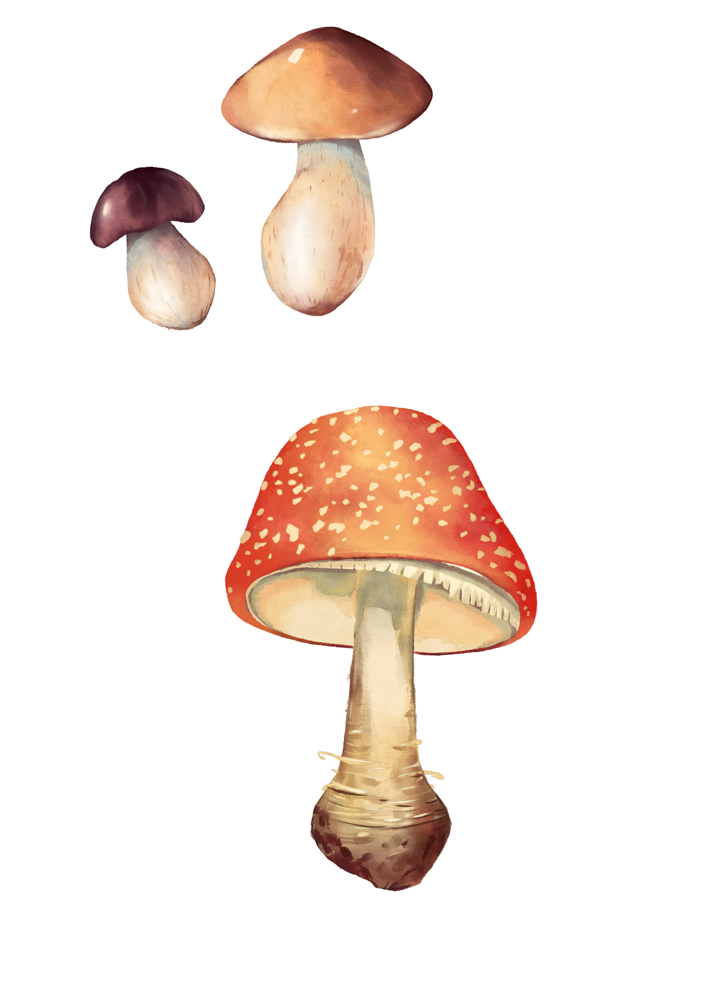 蘑菇系列|插画|插画习作|白蜷 - 原创作品 - 站酷 (ZCOOL)