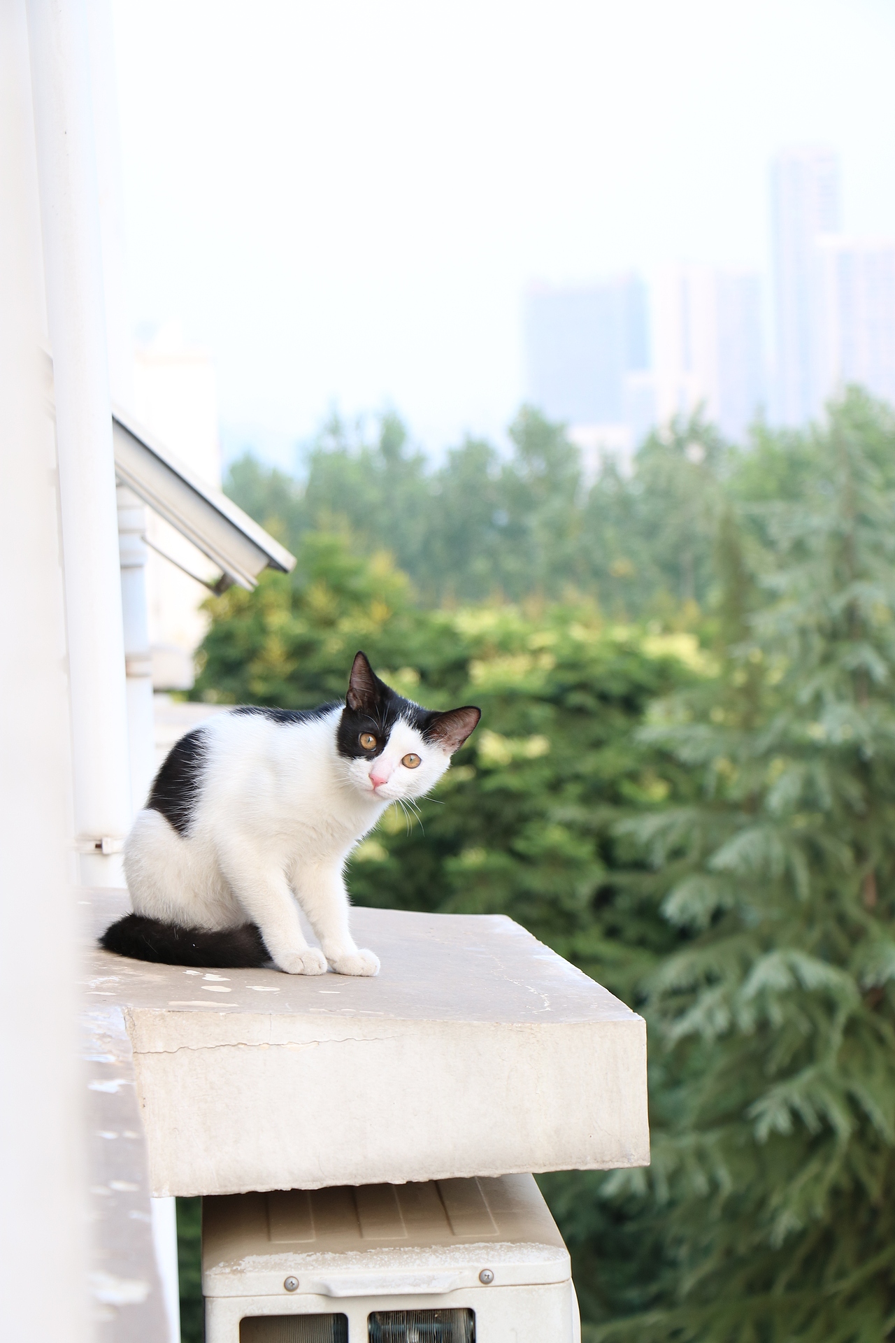 午后的猫（图ZNTk1MzU5NjQ=） - 宠物摄影 - 站酷设计师TAN键原创素材 - 站酷ZCOOL