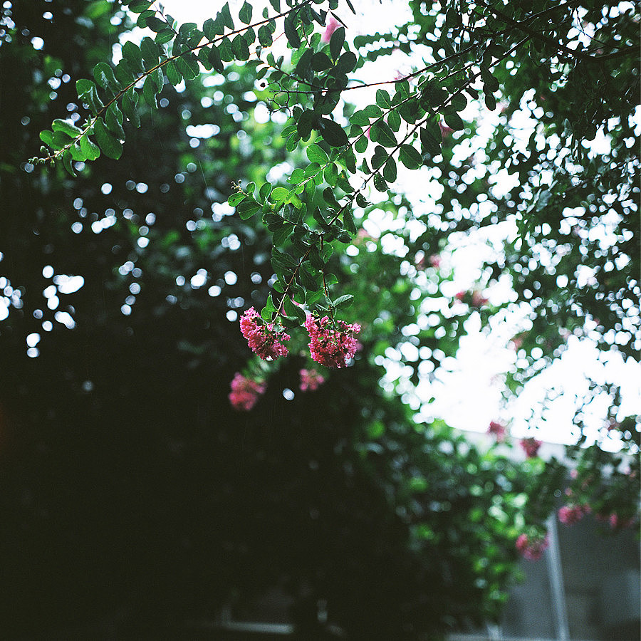 夏 雨（图ZMTA1MjMyMjA=） - 风光摄影 - 站酷设计师hehemiss原创素材 - 站酷ZCOOL