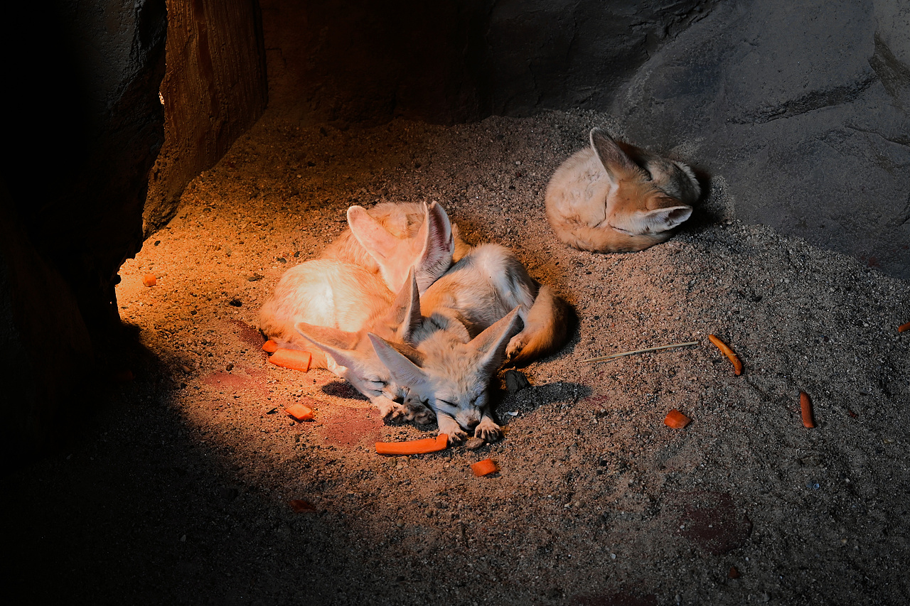 动物园（图ZMzMzMDU0NDM2） - 人文/纪实摄影 - 站酷设计师长得很酷的JIM原创素材 - 站酷ZCOOL