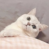 Smallpoint的头像