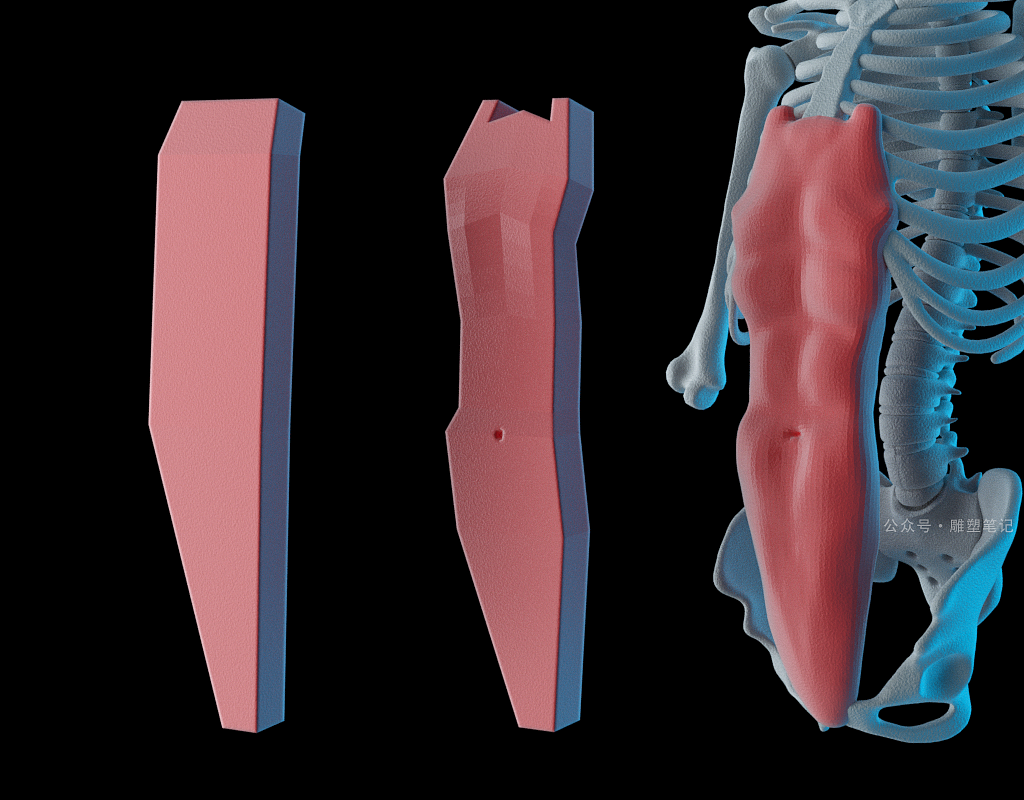 躯干肌肉（图ZMjc2NzY0NTYw） - 人物/生物 - 站酷设计师雕塑笔记原创素材 - 站酷ZCOOL