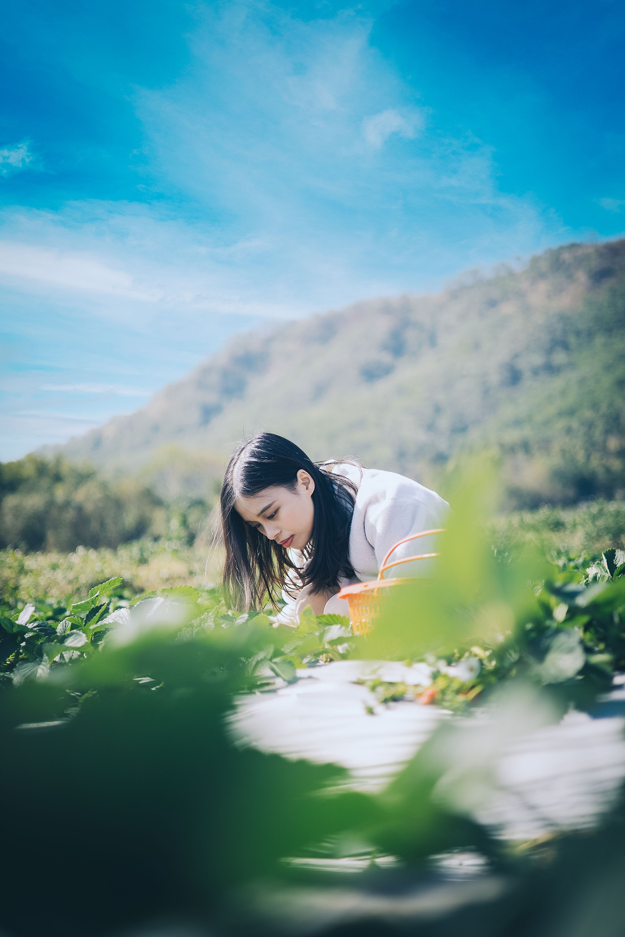 摘草莓的少女