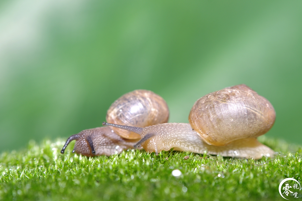 动物世界（图ZNDA1MDgyODQ=） - 宠物摄影 - 站酷设计师零视觉创意原创素材 - 站酷ZCOOL