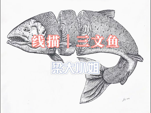 线描｜三文鱼