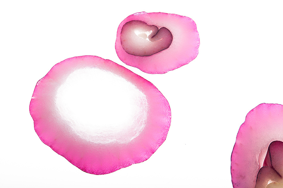 静物摄影:写意洋葱