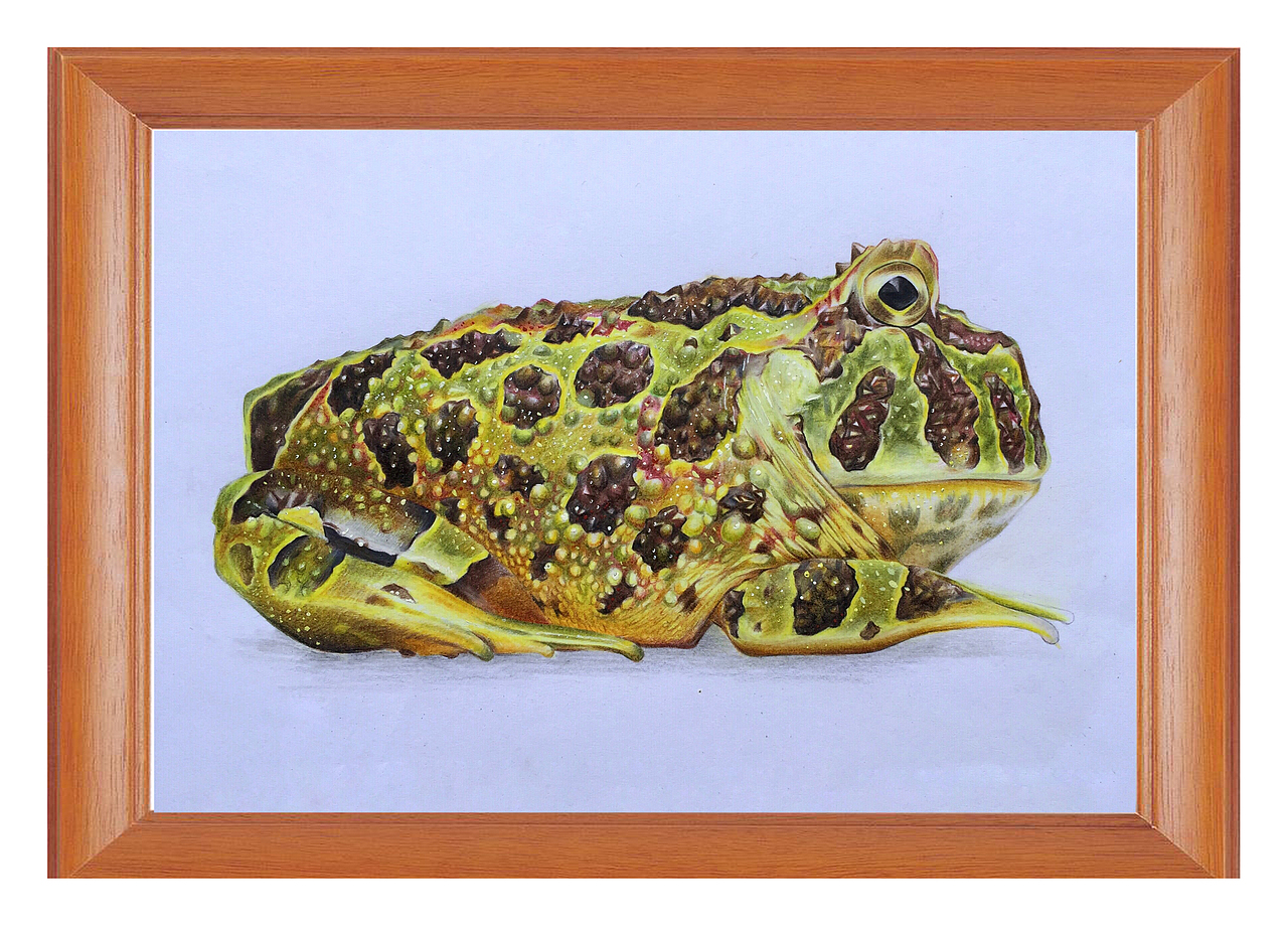 第二张彩铅手绘作品《蛙》