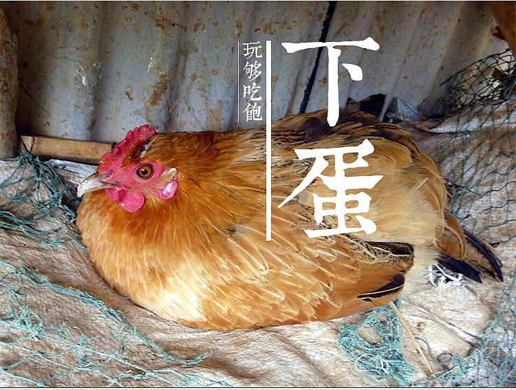 土鸡蛋详情（图ZMzQzNzQ3NzY=） - 电商 - 站酷设计师badiang原创素材 - 站酷ZCOOL