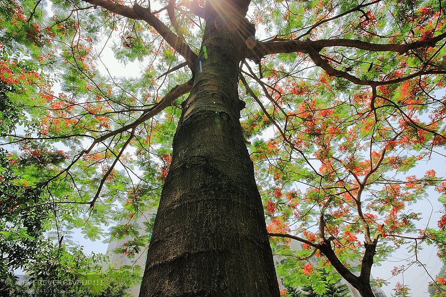 凤凰花开,公司楼下的两颗树,中午下班后拍下此片