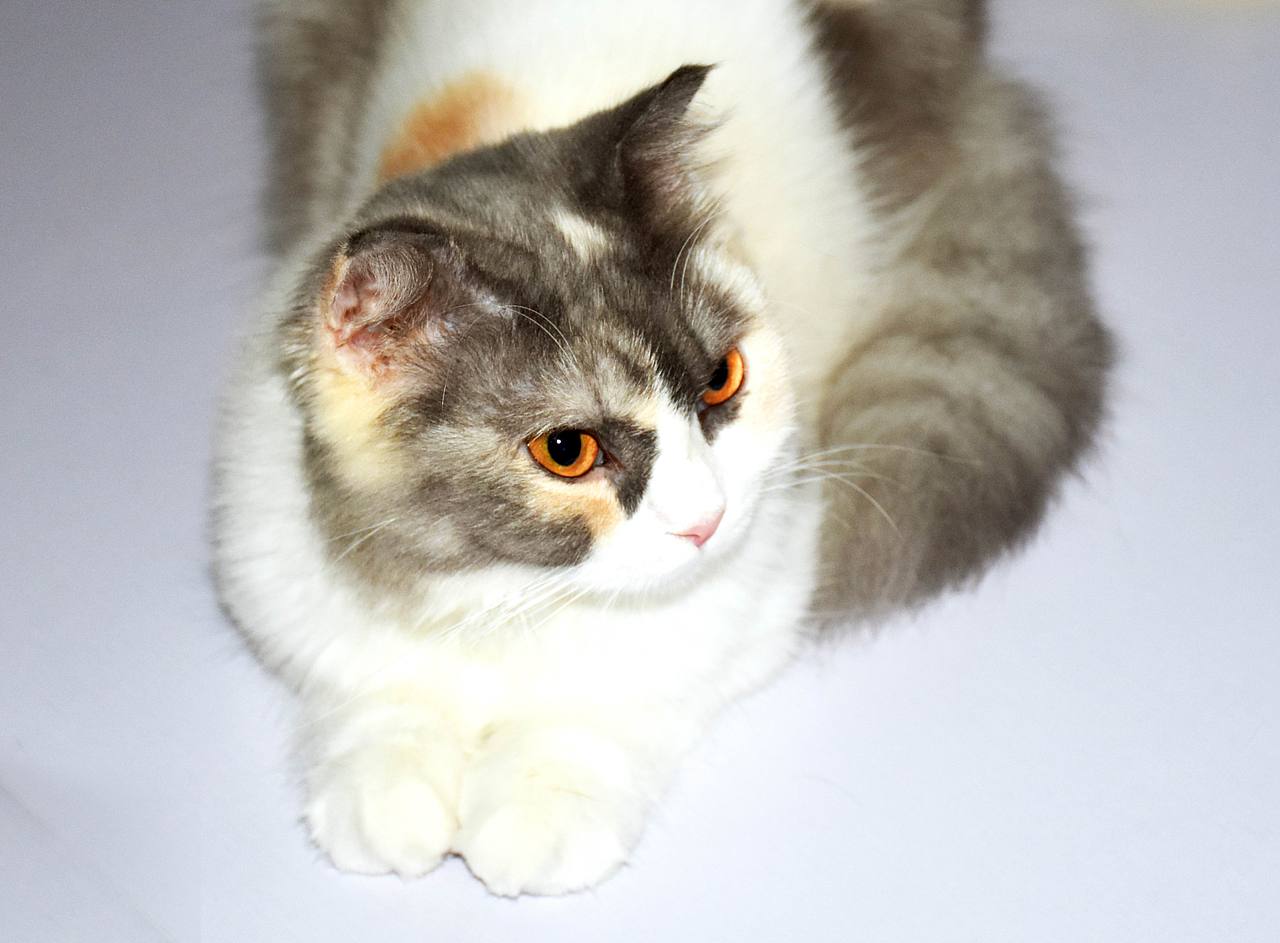 日常撸猫 宠物猫咪 萌宠 动物（图ZMTA1MTU2OTk2） - 宠物摄影 - 站酷设计师天生反骨M原创素材 - 站酷ZCOOL