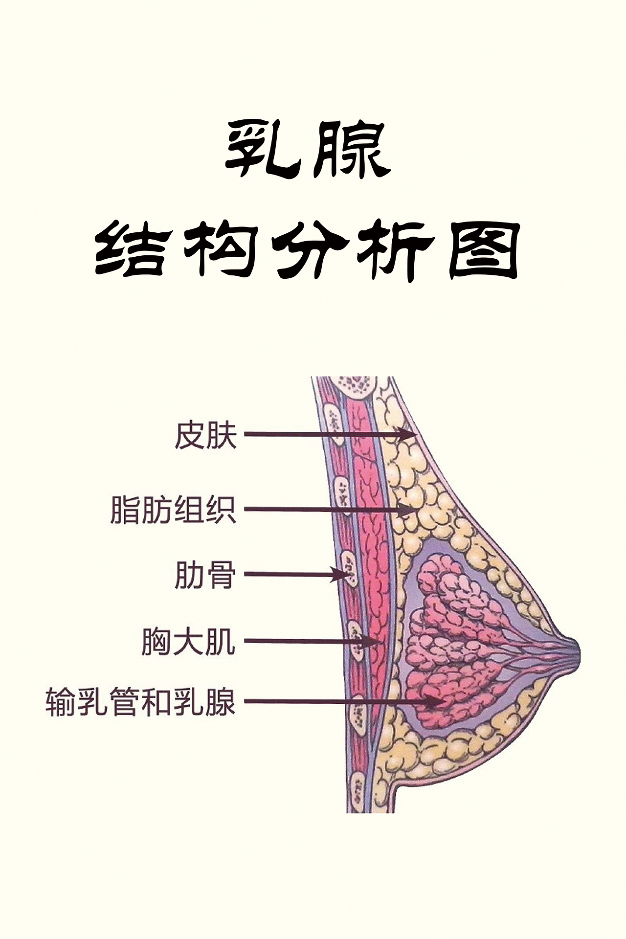 乳腺结构分析图