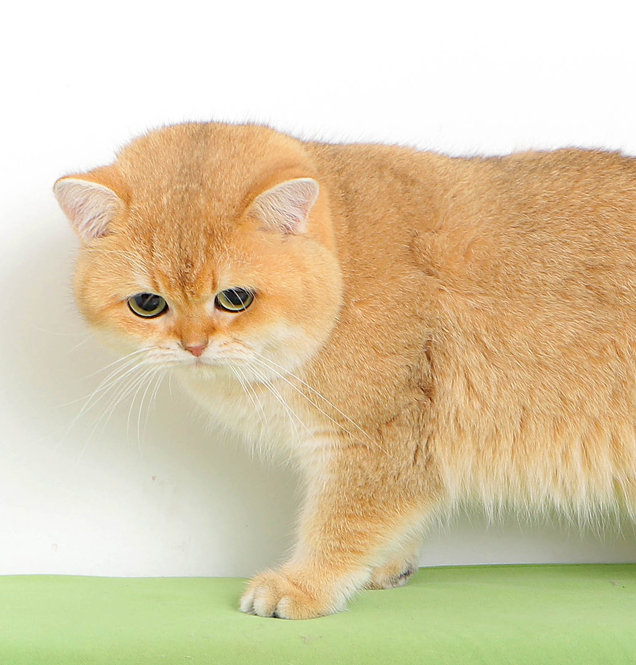 金渐层|摄影|宠物摄影|mango爸爸_原创作品-站酷zcool