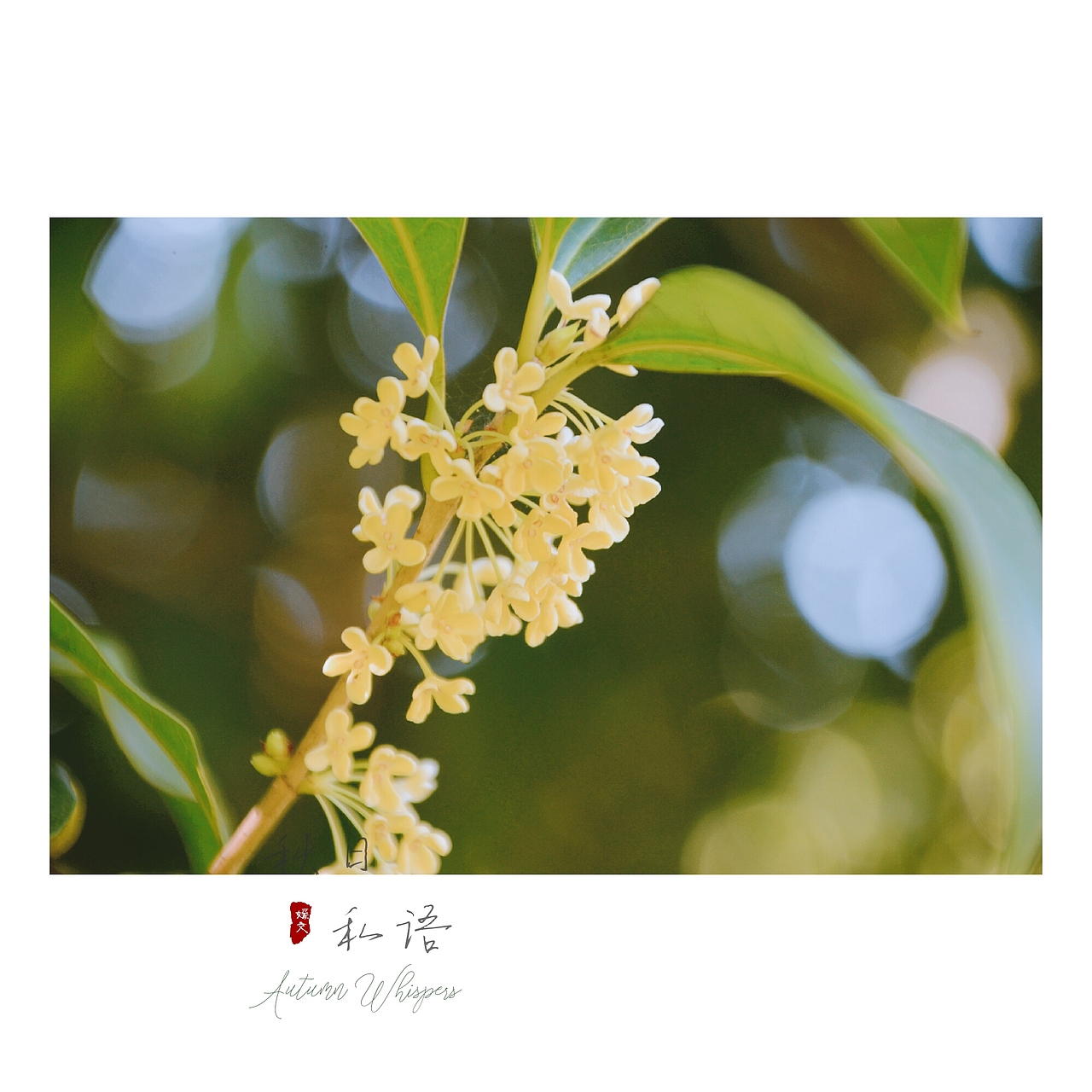 桂花（图ZOTMwODI5MDQ=） - 风光摄影 - 站酷设计师爱摄影的五花肉原创素材 - 站酷ZCOOL