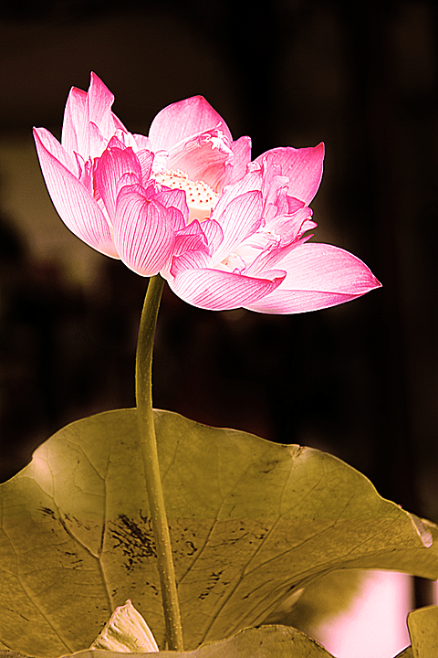 小荷才露尖尖角，早有蜻蜓立上头（图ZMTc2MDcxMDA=） - 风光摄影 - 站酷设计师echlq原创素材 - 站酷ZCOOL