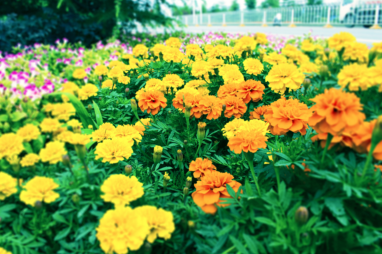 花儿（图ZNjE3NzAwNTI=） - 风光摄影 - 站酷设计师恐怖如斯吧原创素材 - 站酷ZCOOL