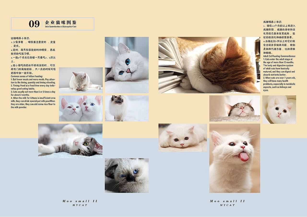 哞小贰宠物猫店