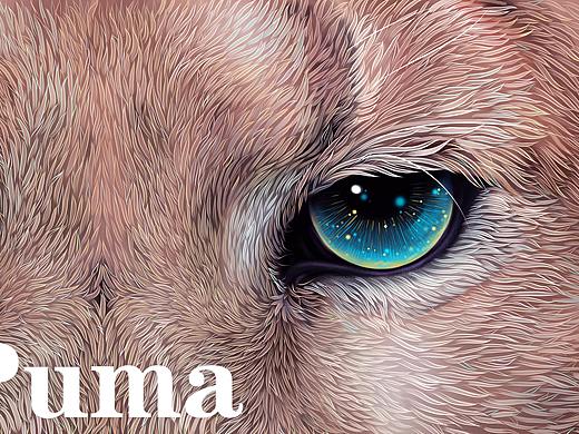 动物插画-大猫之眸系列-美洲狮