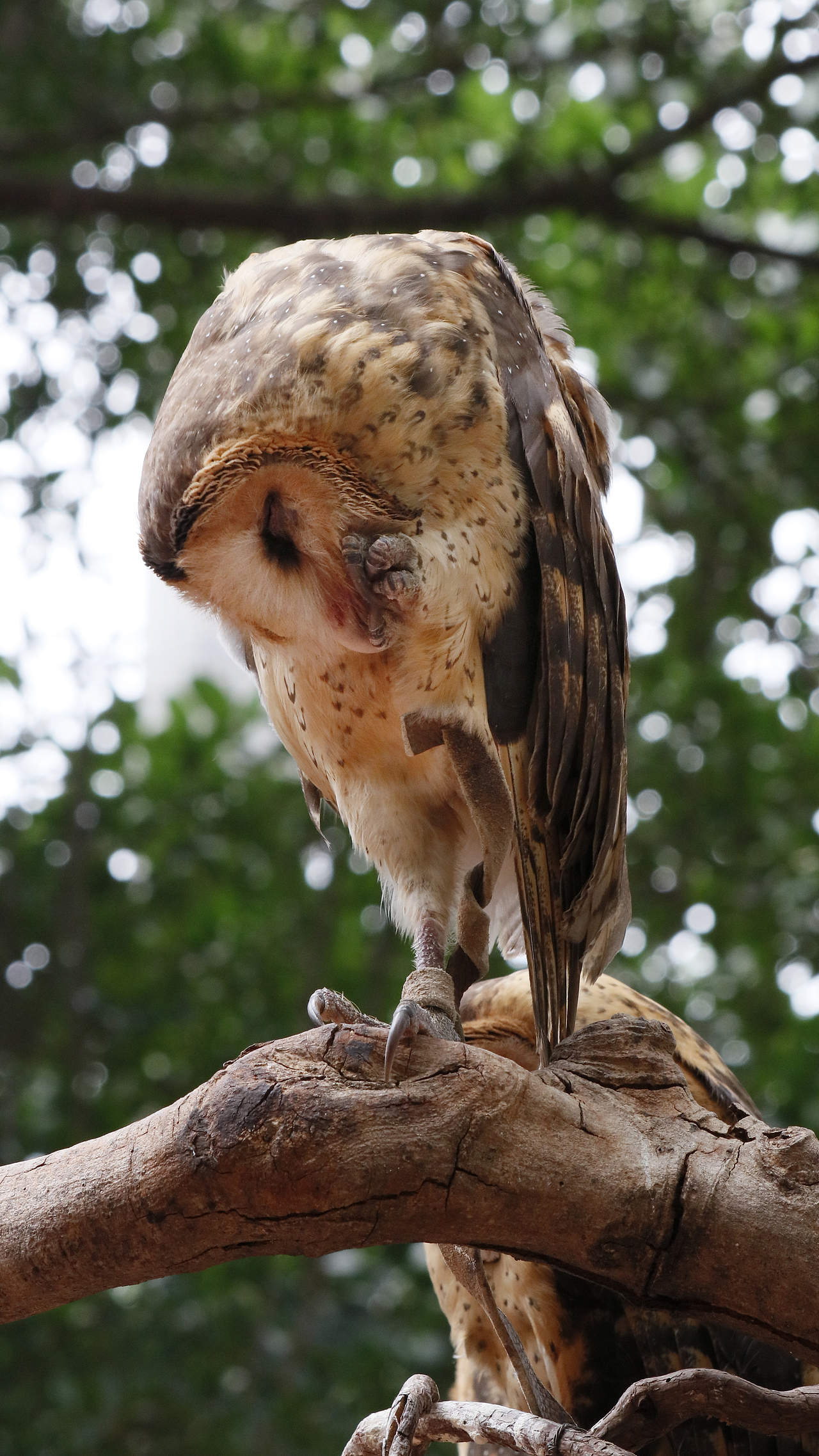 长隆飞鸟乐园-动物趣闻（图ZMjQ5NTU5NjQ0） - 其他摄影 - 站酷设计师飞天猪猫原创素材 - 站酷ZCOOL