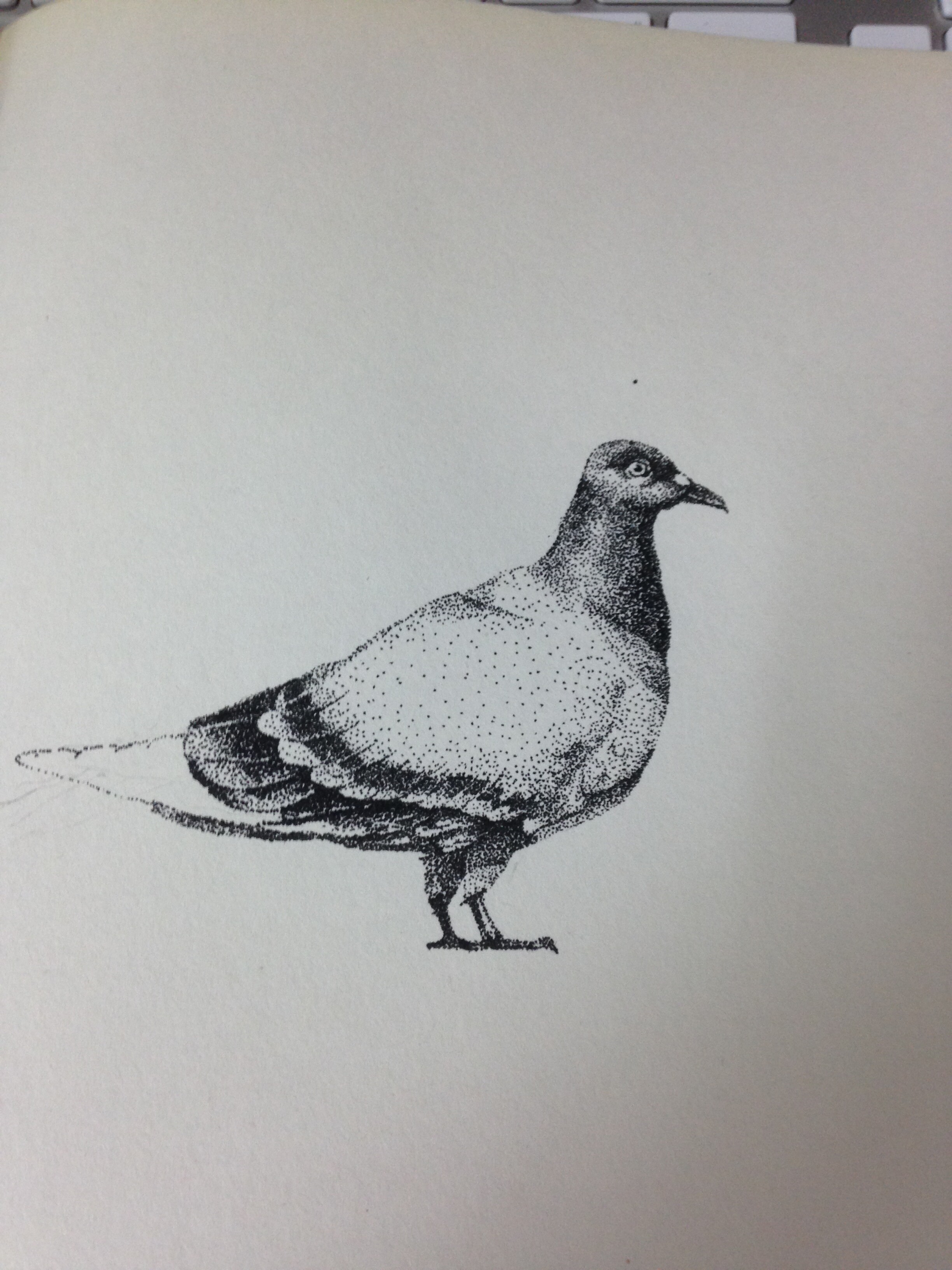 手绘鸽子|纯艺术|钢笔画|fanfan0117 - 原创作品 - 站酷 (zcool)