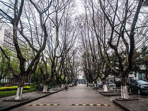 樱花之约——闲游同济大学