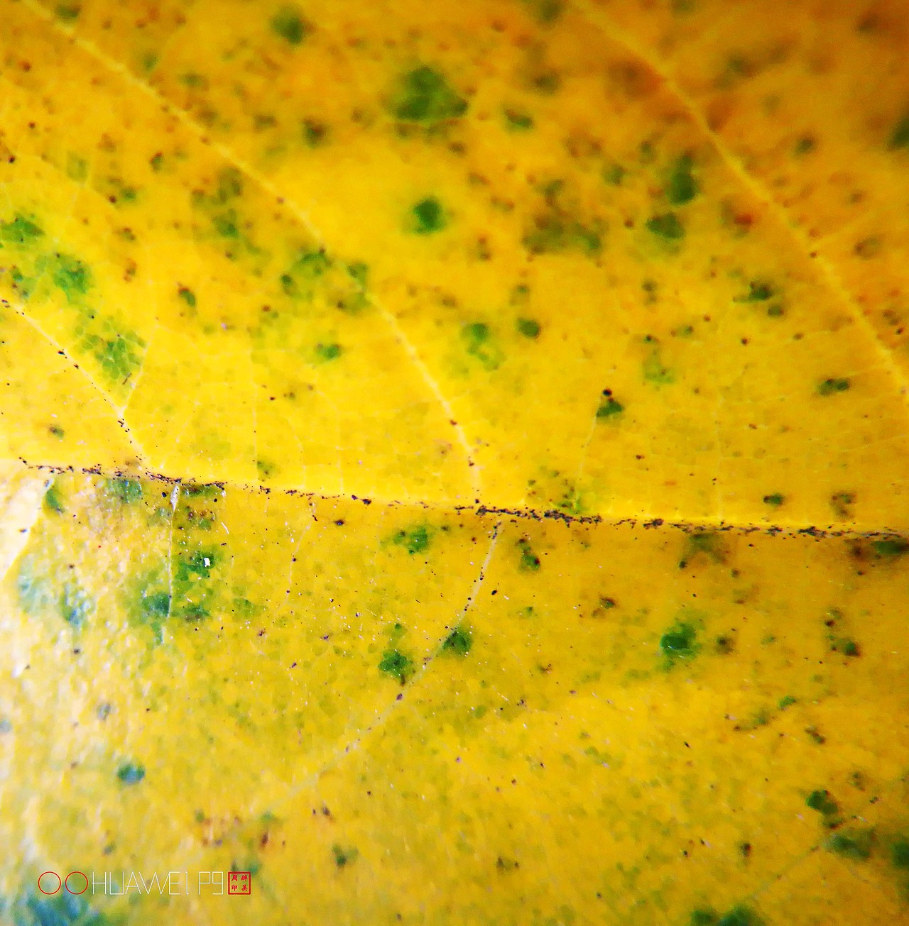 爱摄影爱生活【华为P9拍皂大体验】四月集（图ZNzY3OTk3Njg=） - 人文/纪实摄影 - 站酷设计师醉墨吴周原创素材 - 站酷ZCOOL