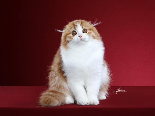 高地折耳猫