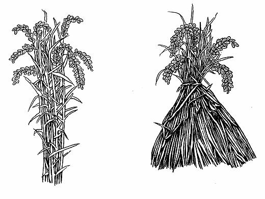 黑白插画  水稻 稻把子 收割  秋收