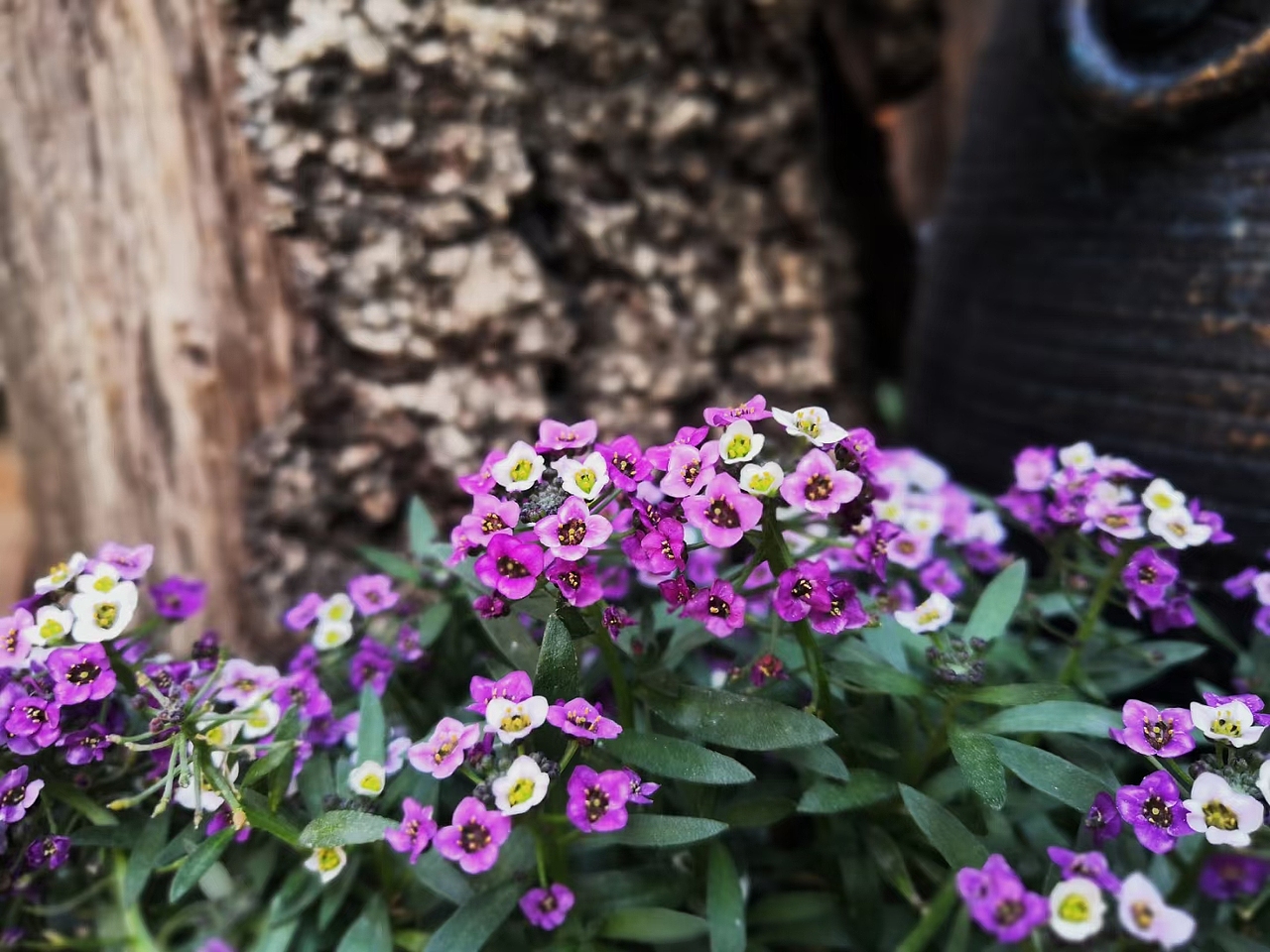 行走在春天里,眼里满是明丽与清澈,一树一树的花开,