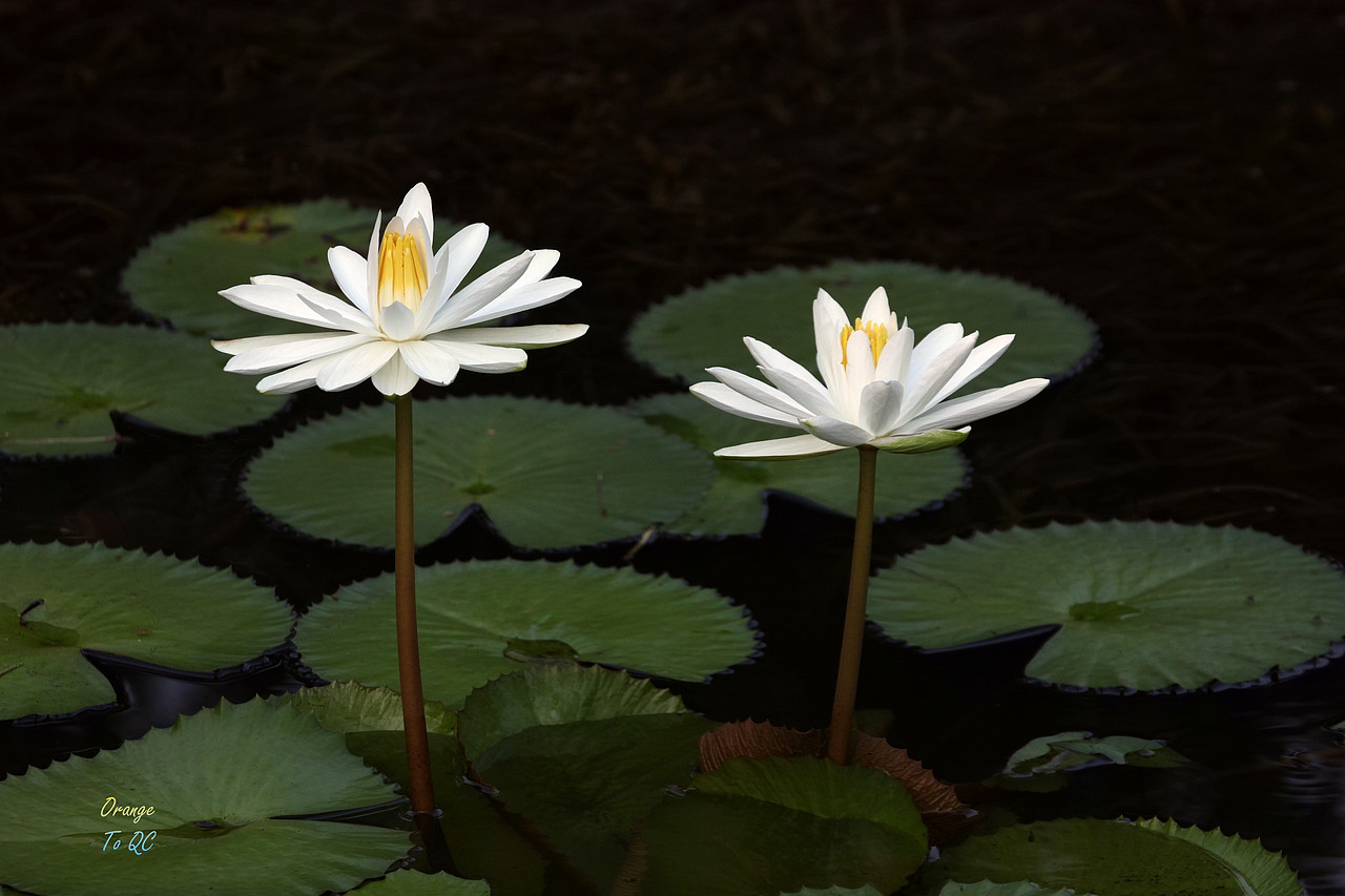 荷（图ZOTExOTExODQ=） - 风光摄影 - 站酷设计师吾翰世原创素材 - 站酷ZCOOL