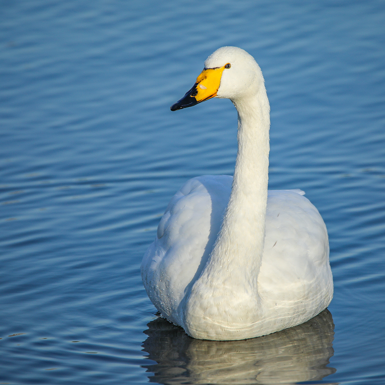 野生保护动物丨大天鹅