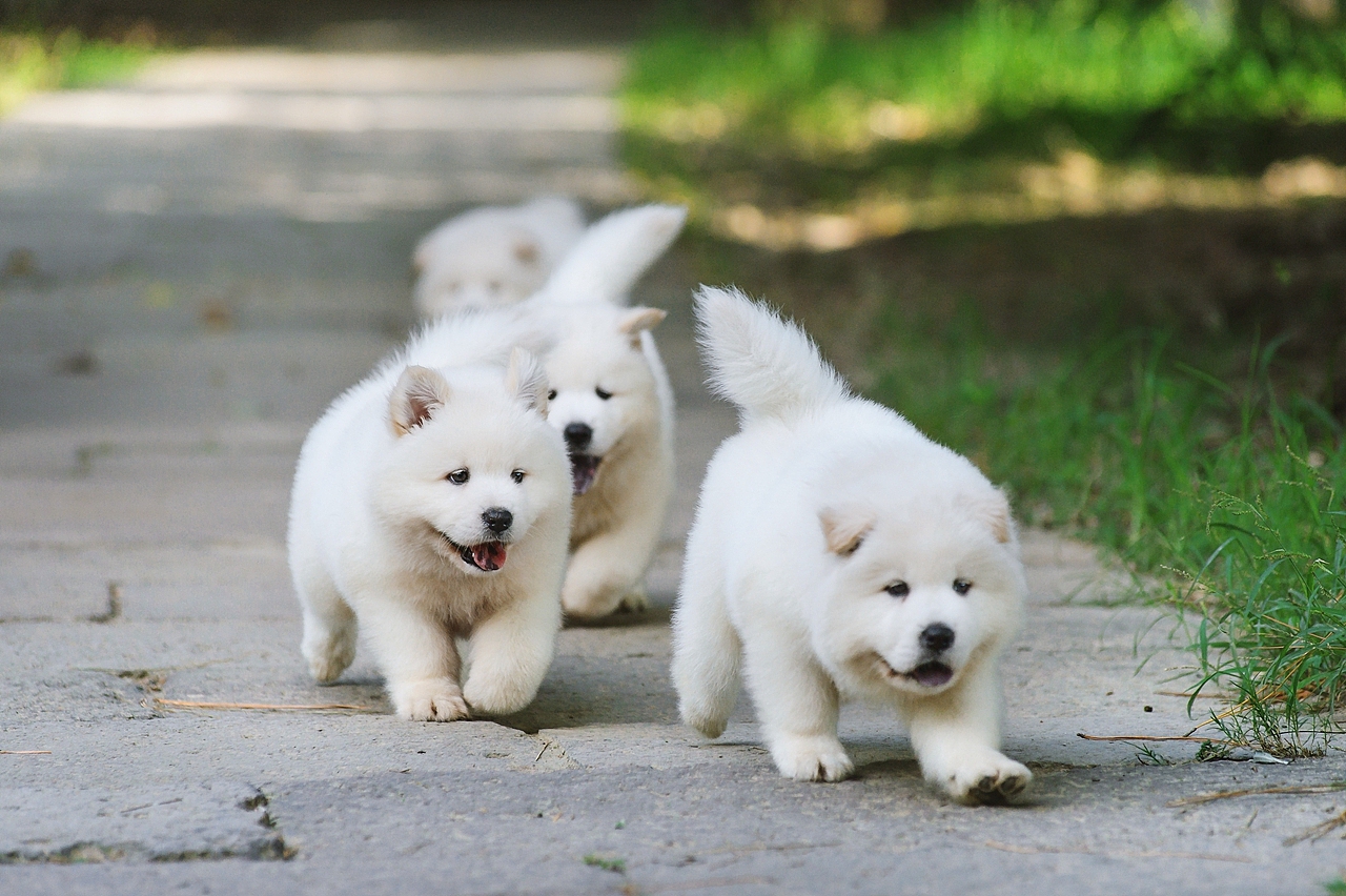 【均木纪实宠物摄影】记,一群松萨的奶汪们第一次郊游