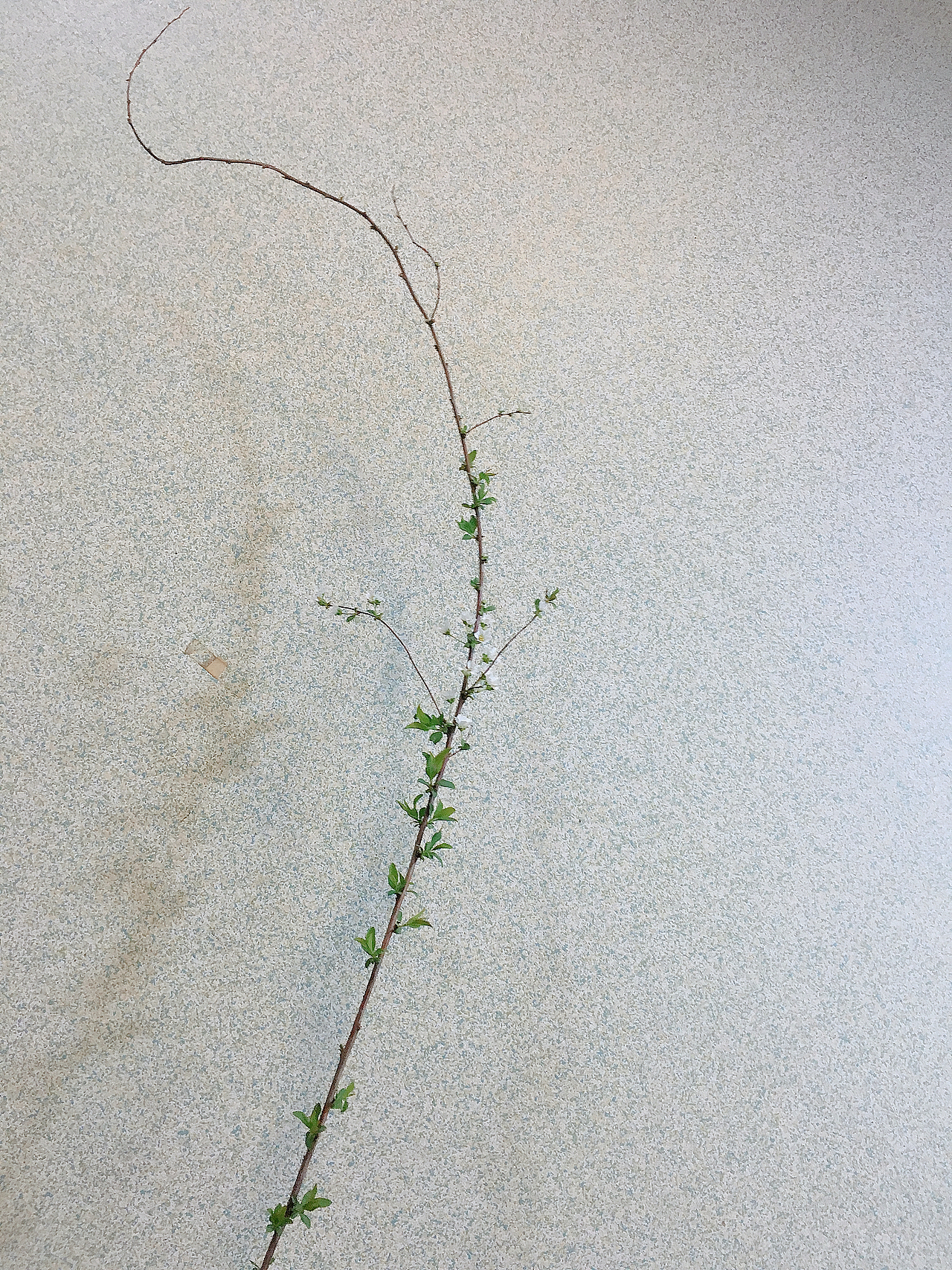 鲜花 插花 花卉（图ZMTk5MjE5Mjc2） - 产品摄影 - 站酷设计师子木99原创素材 - 站酷ZCOOL