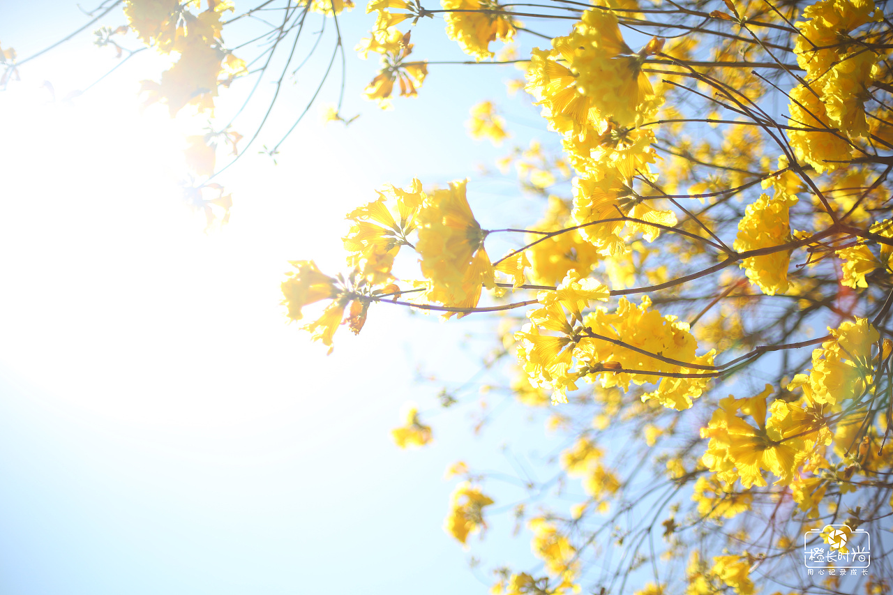 丫子123的个人主页（封面预览） - 主页封面设置 - 站酷设计师丫子123原创素材 - 站酷ZCOOL