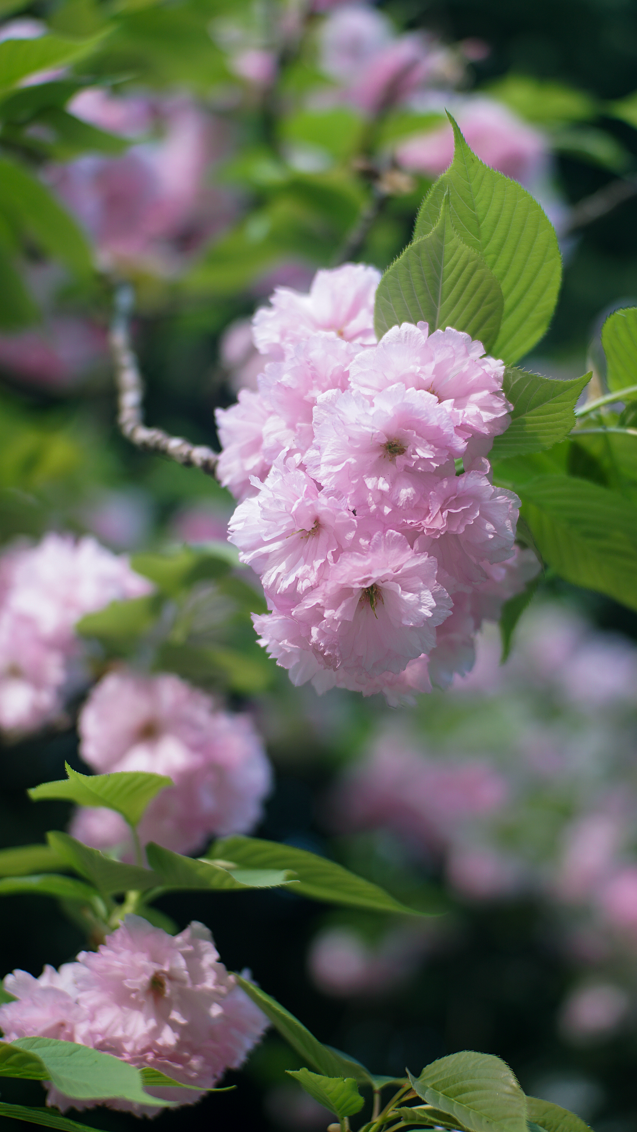 22年春 成都塔子山公园 八重樱（图ZMjkzNDQ5Mjgw） - 风光摄影 - 站酷设计师张声张原创素材 - 站酷ZCOOL