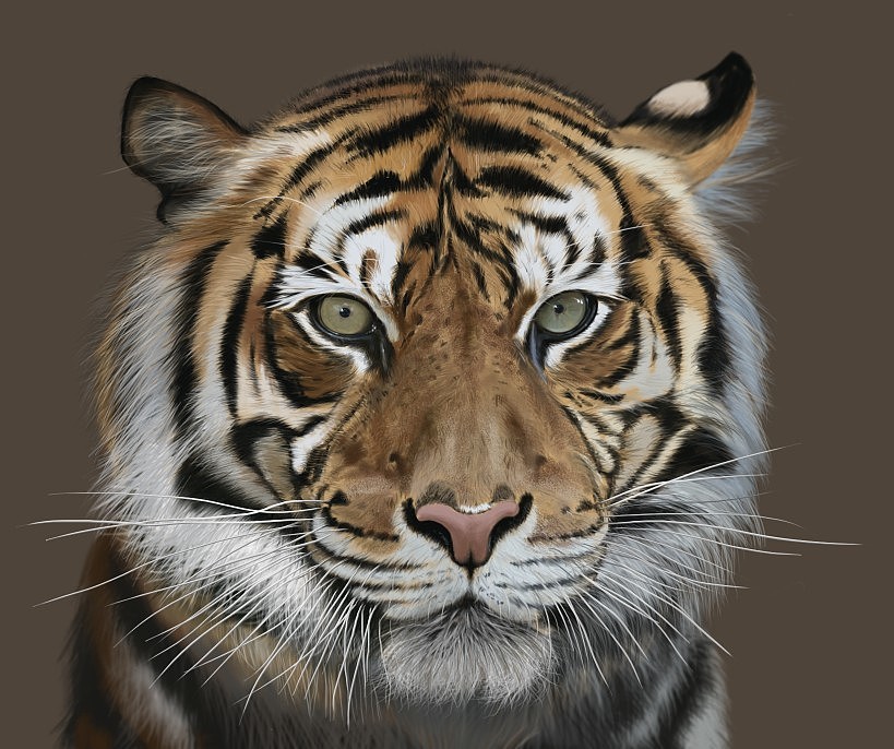 Tiger(图ZMTEyOTIxNjA=) - 创作习作 - 站酷设计师SW伯爵原创素材 - 站酷ZCOOL