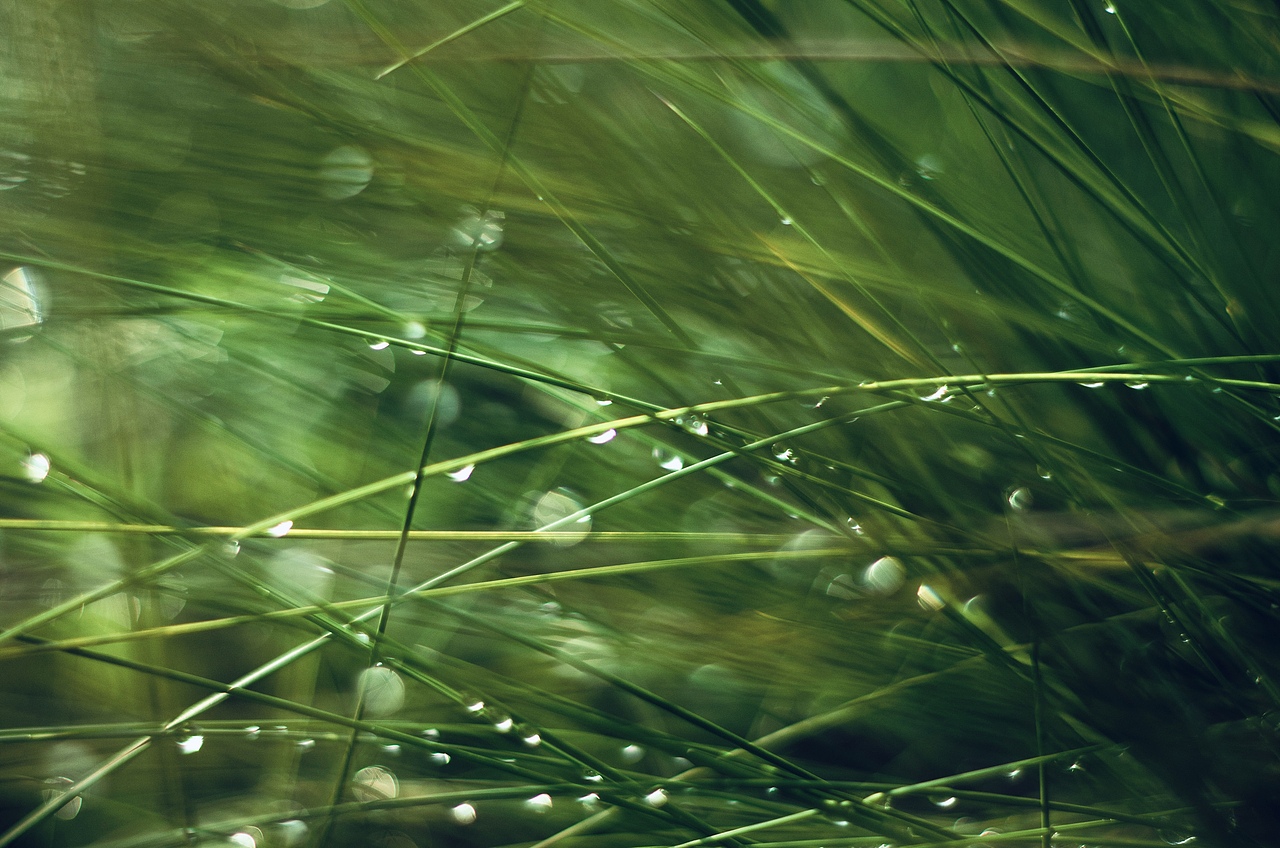 雨后草叢（圖ZMjcyNTczOTYw） - 風(fēng)光攝影 - 站酷設(shè)計(jì)師愛情三腳貓520原創(chuàng)素材 - 站酷ZCOOL