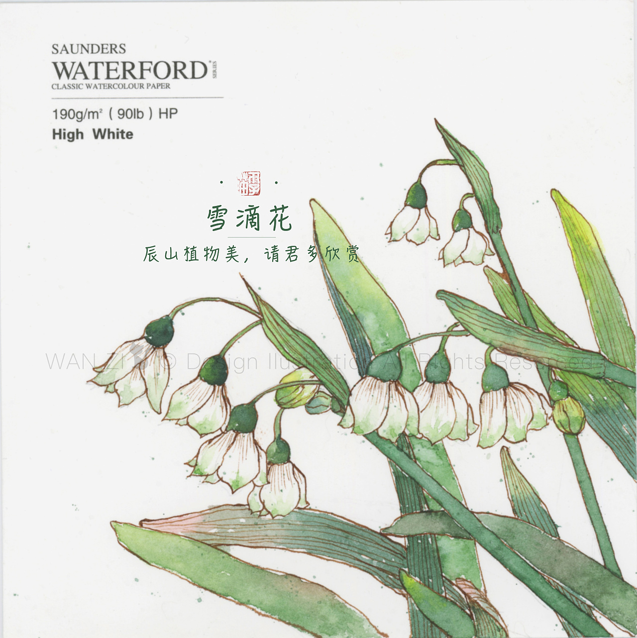 钢笔淡彩植物图鉴1|插画|创作习作|爱吃丸子的猫 - 原创作品 - 站酷